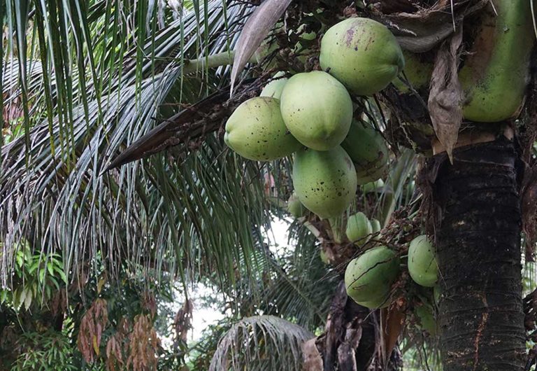 Coconuts can be enjoyed straight from the tree in Nuevo Eden