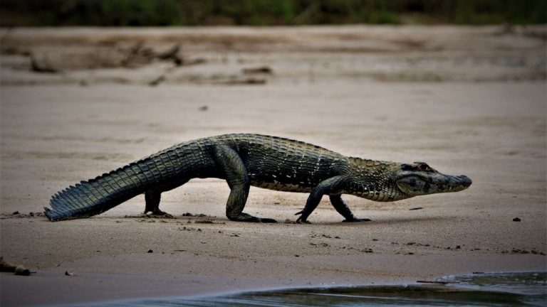 A black caiman prowls the riverbanks of the Manu National Park in Peru