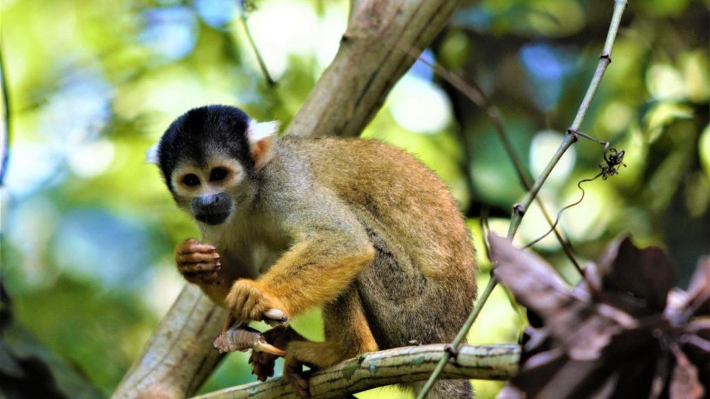 A squirrel monke eating an insect in a tree in the Amazon Jungle