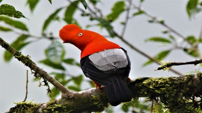 Cock of the Rock - the national bird of Peru can be seen in the cloud forest