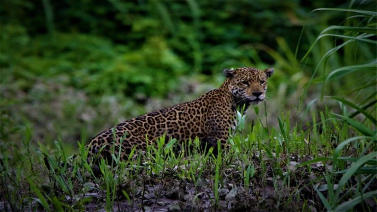 A jaguar on the banks of the Manu River