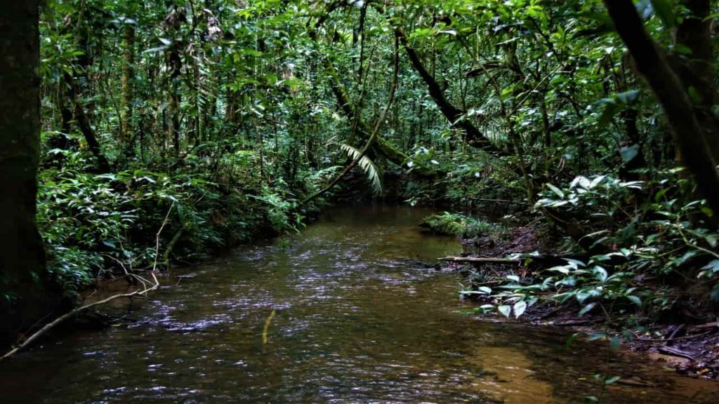 A small river deep in the Peruvian Amazon Rainforest