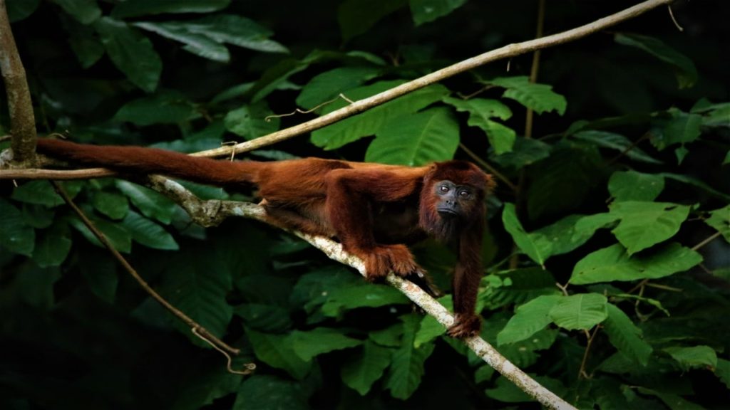 Red Howler monkey in the Manu National Park