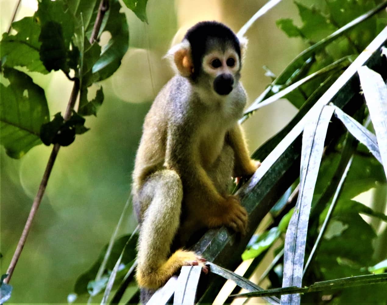 A squirrel monkey perched in a tree in the Amazon Rainforest
