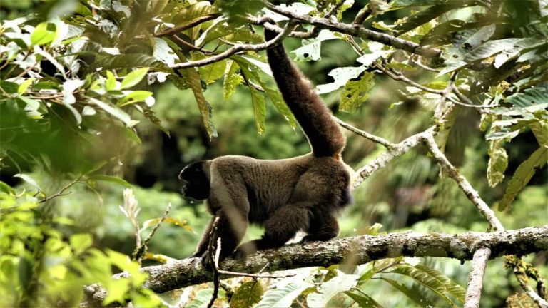A wooley monkey perched on a tree in the cloud forest between Cusco and the Manu Biosphere