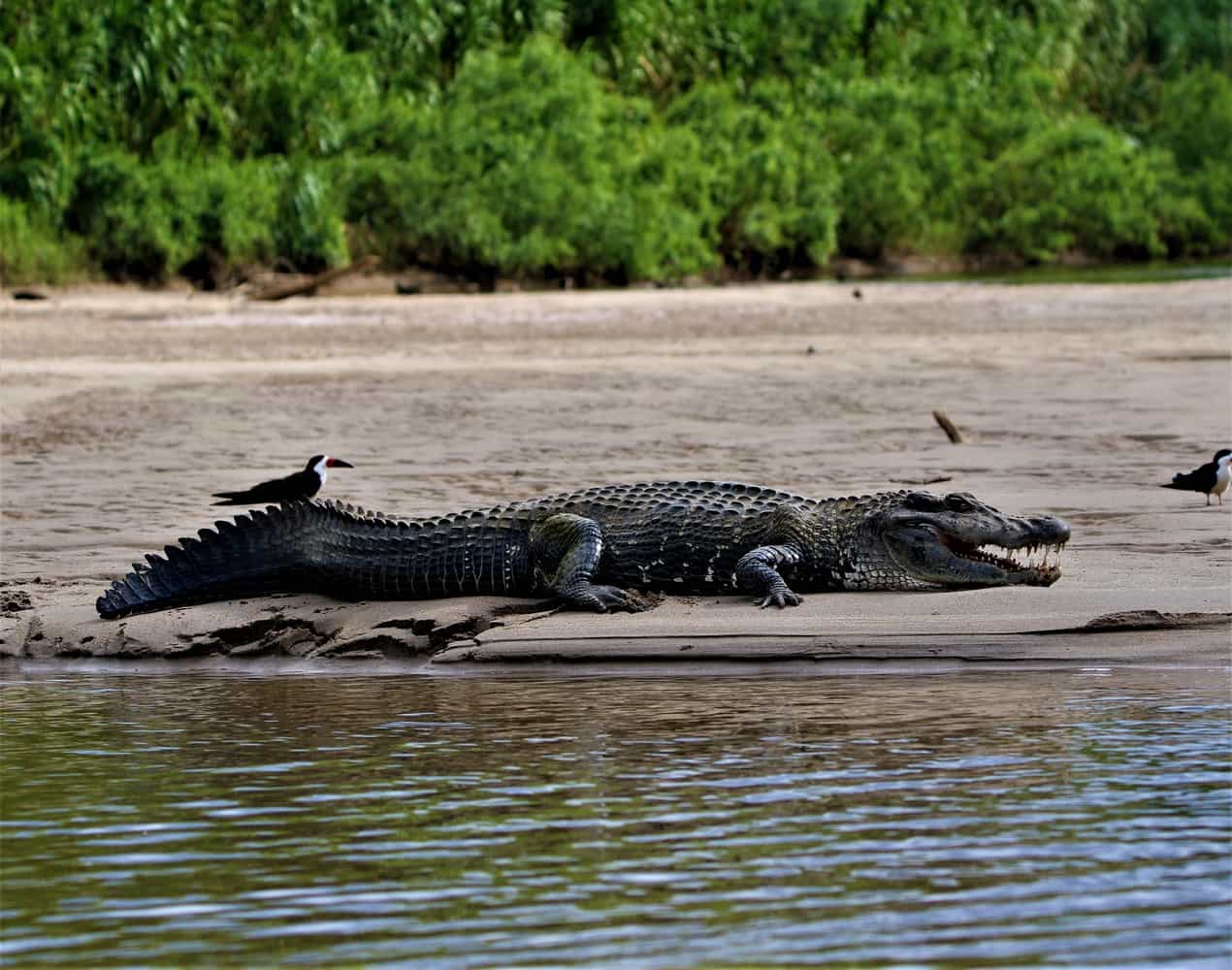 A black caiman on the banks of the Madre de Dios River