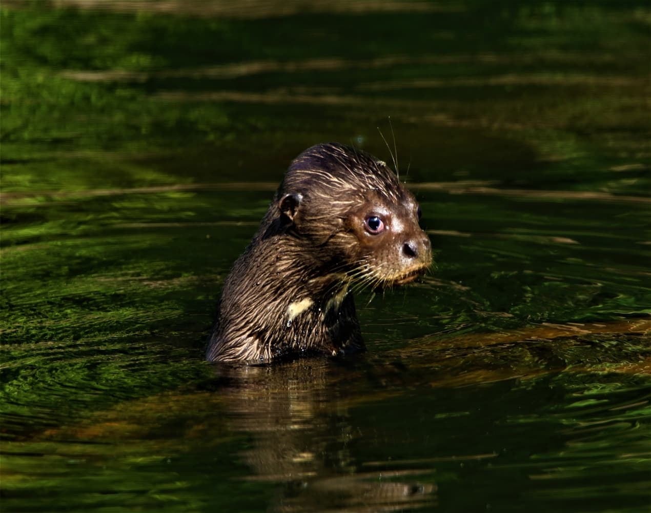 A Giant River Otter in the Cocha Salvador in the Reserve Zone of the Manu National Park