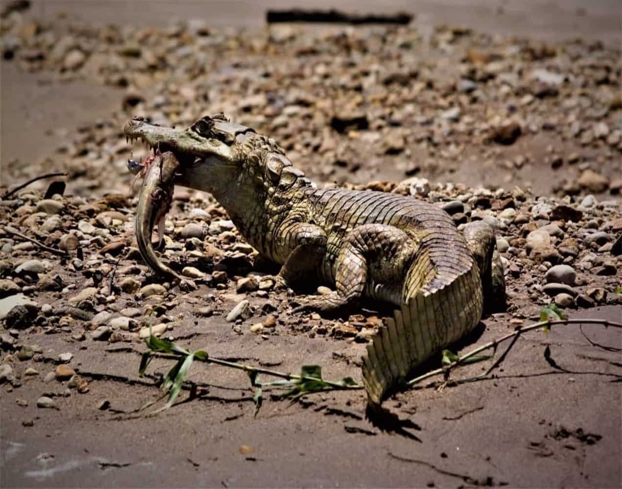A white caiman eats a fish for lunch on the riverbanks of the Madre de Dios River