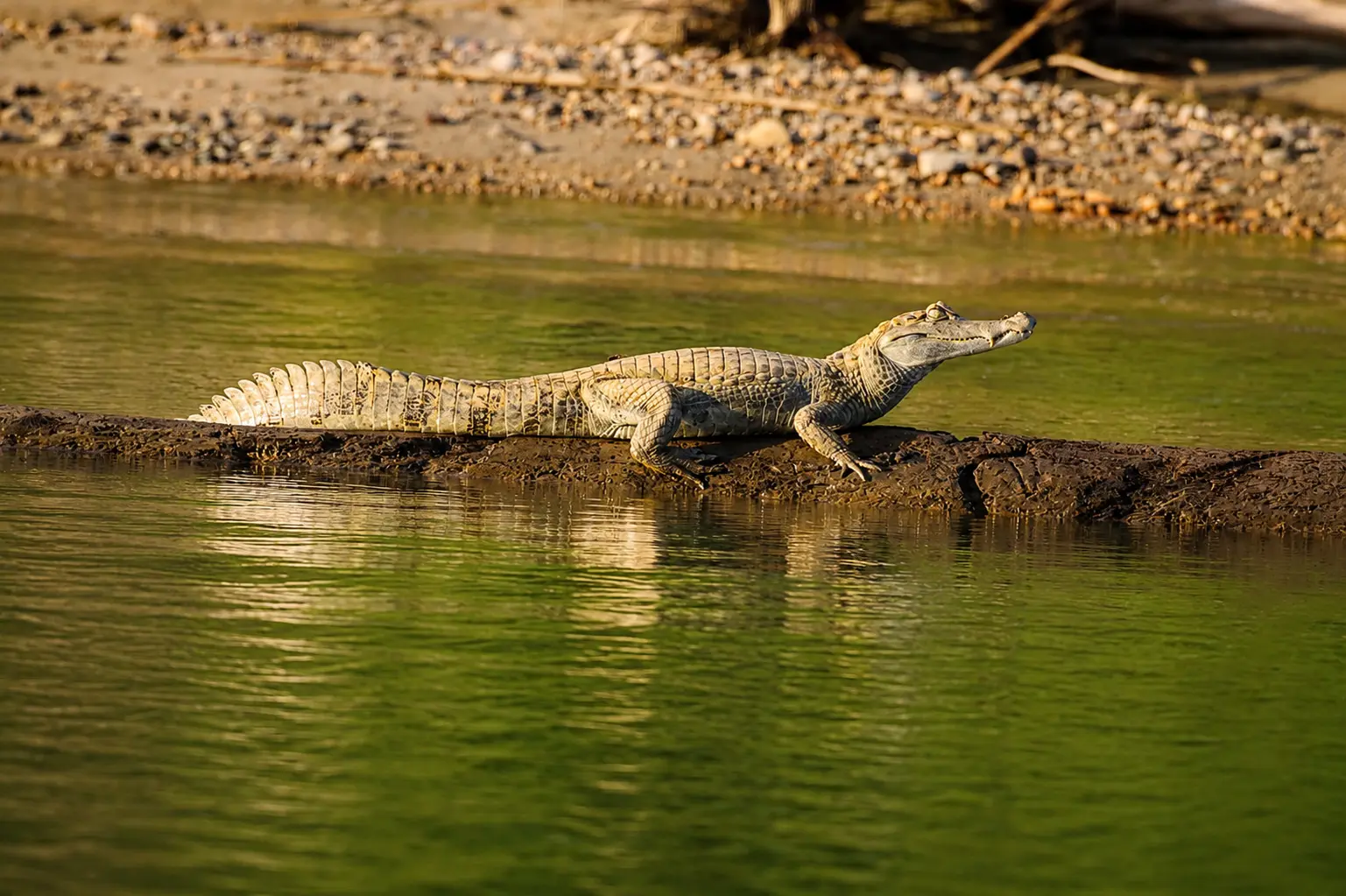 White caiman in Manu National Park Peru