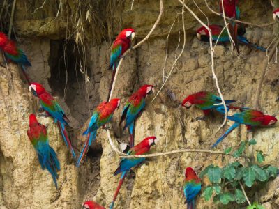 Jungle-Wildlife-Quest_-Blanquillo_6-Days-_-5-Nights_